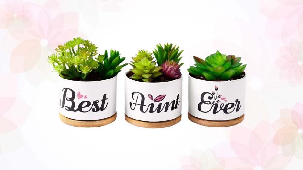 Three succulent pots with best aunt ever written