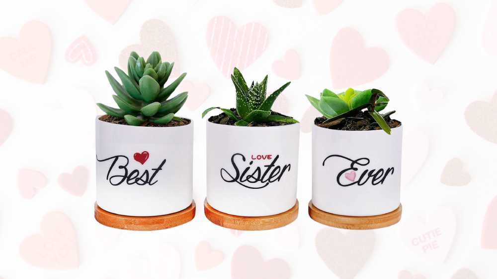 Three small plant pots reading Best Sister Ever