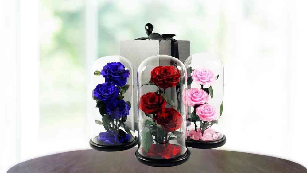 Luxury preserved three red roses in glass dome