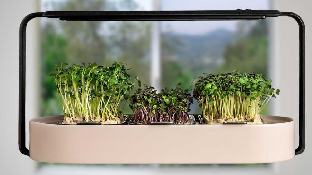 Hydroponic Superfood Growing Kit help Plant Grow Quickly