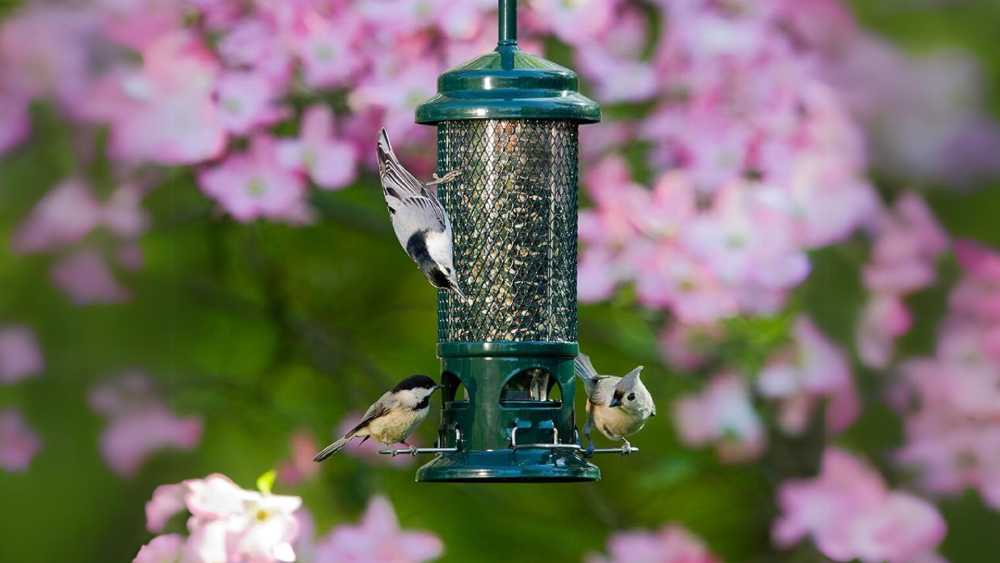 Bird Feeder That Is Squirrel Proof