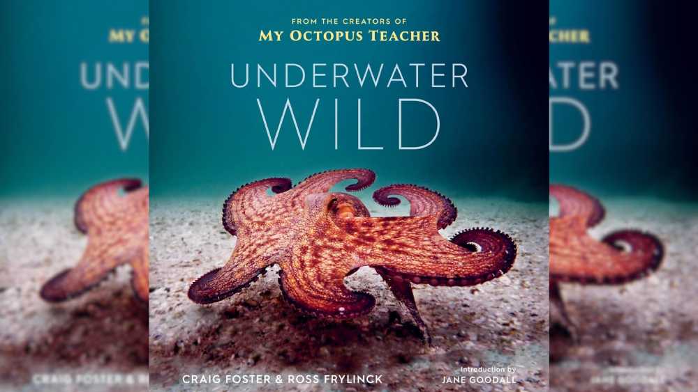 My Octopus Teacher’s Extraordinary World