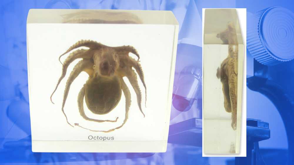 Real Octopus in Resin