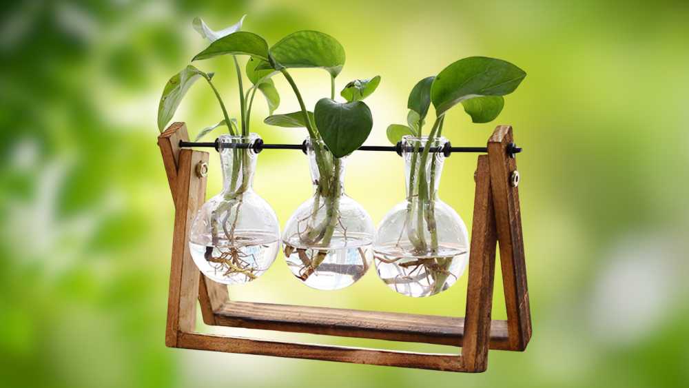 Plant Terrarium Glass Vase with Wooden Stand