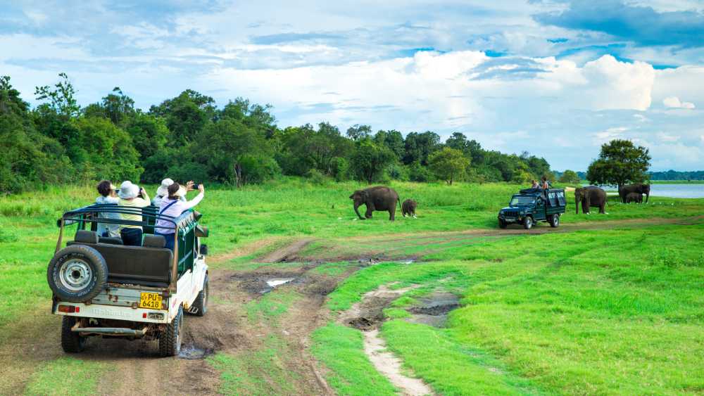 Safari tour with family