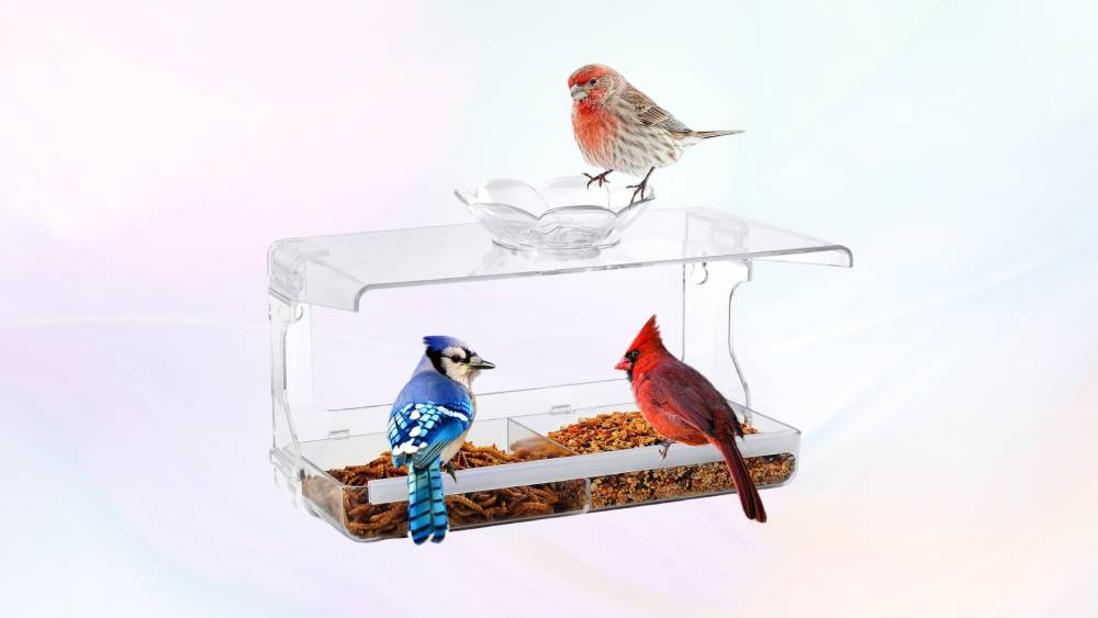 Transparent Window Bird Feeder