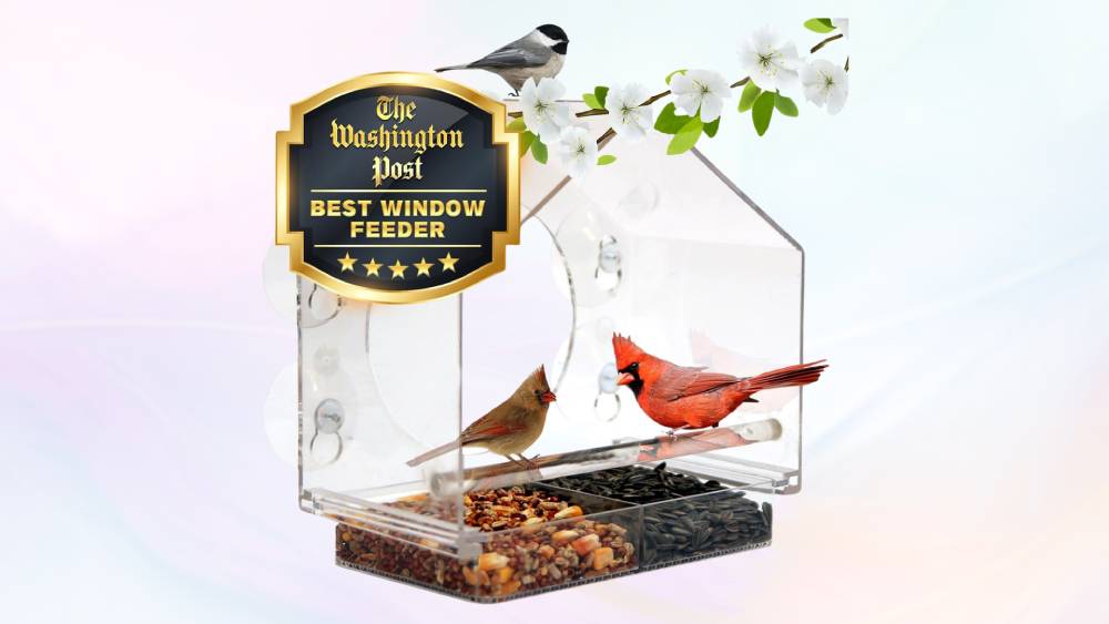 Birdwatching from the comfort of your home
